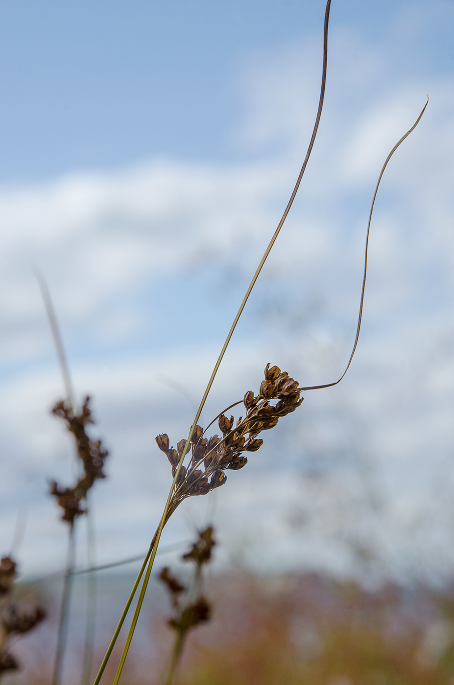 Image of genus Juncus specimen.