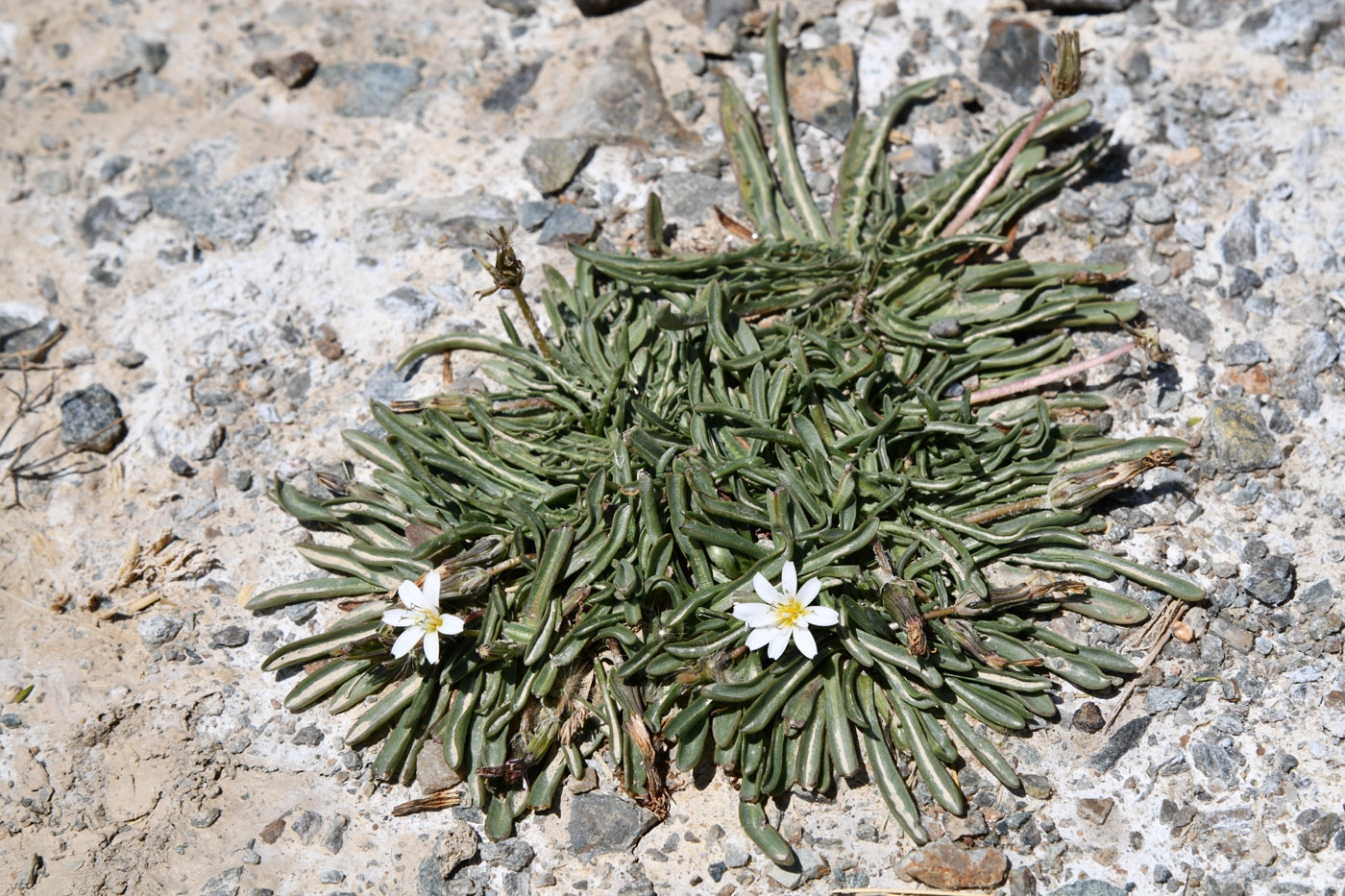 Изображение особи Taraxacum candidatum.