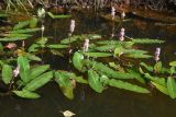 Persicaria amphibia