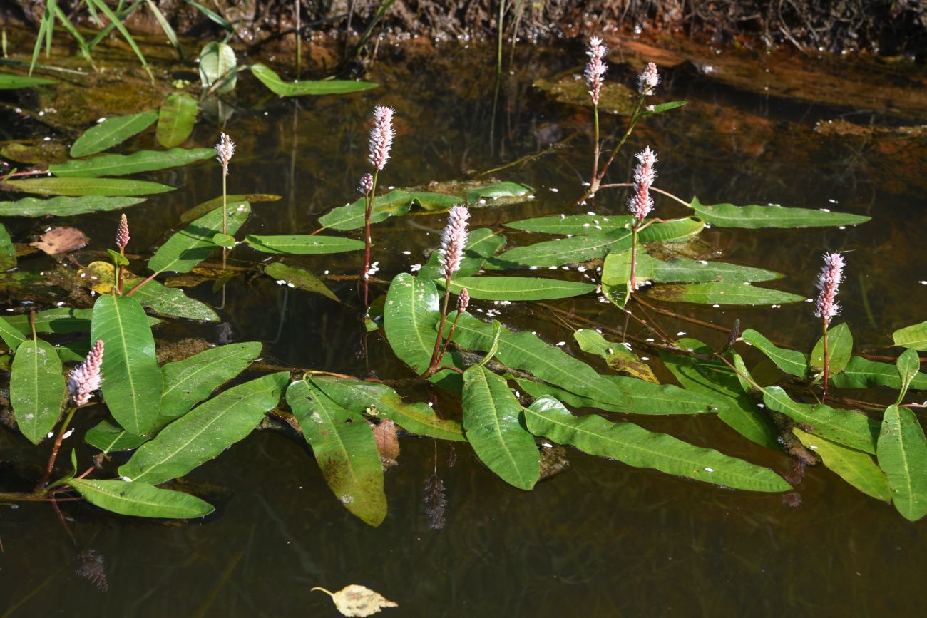 Изображение особи Persicaria amphibia.