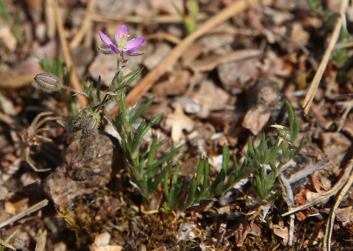 Image of Spergularia rubra specimen.
