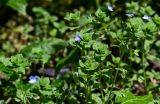 Veronica persica