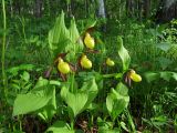 Cypripedium calceolus