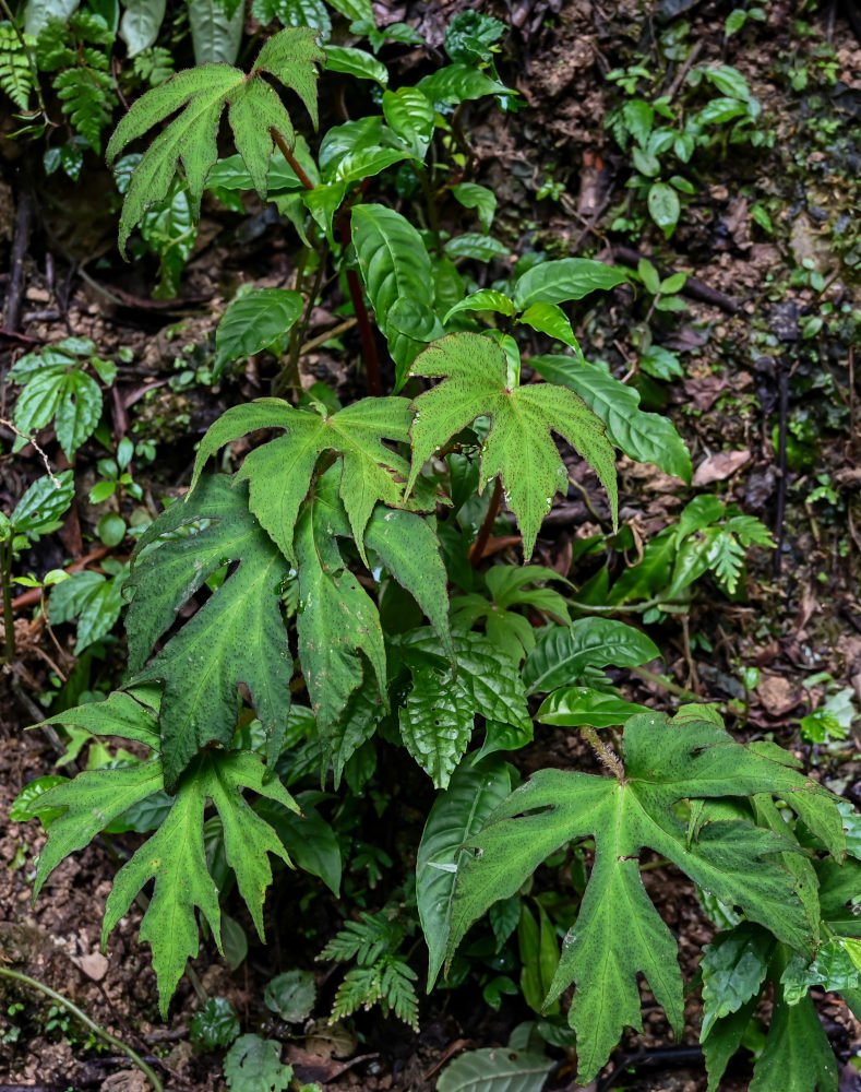 Изображение особи Begonia algaia.