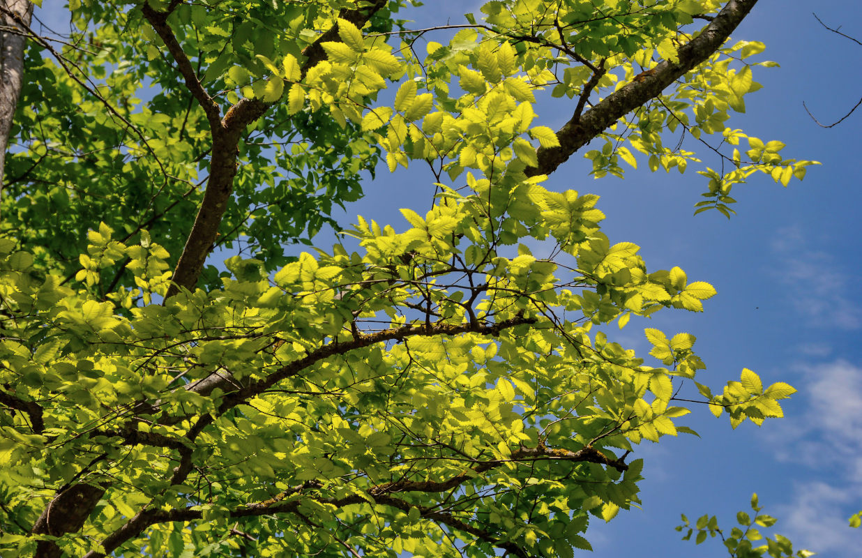 Изображение особи Zelkova carpinifolia.