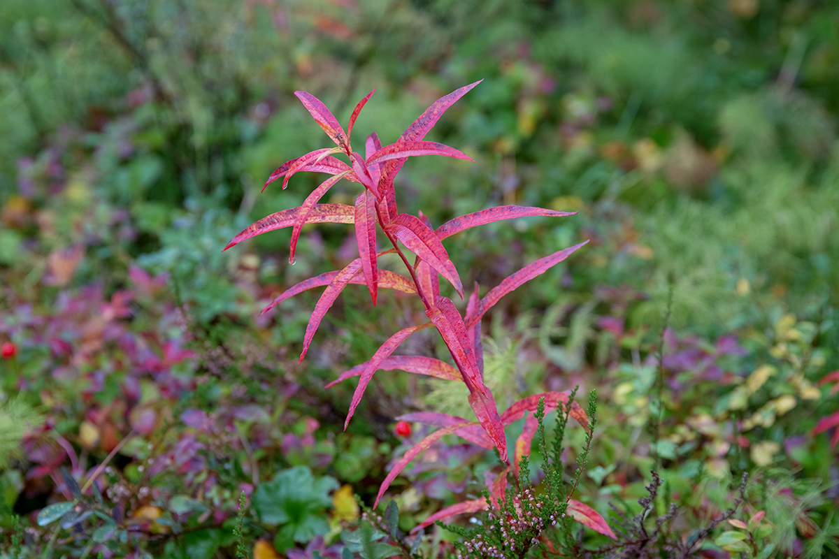 Изображение особи Chamaenerion angustifolium.