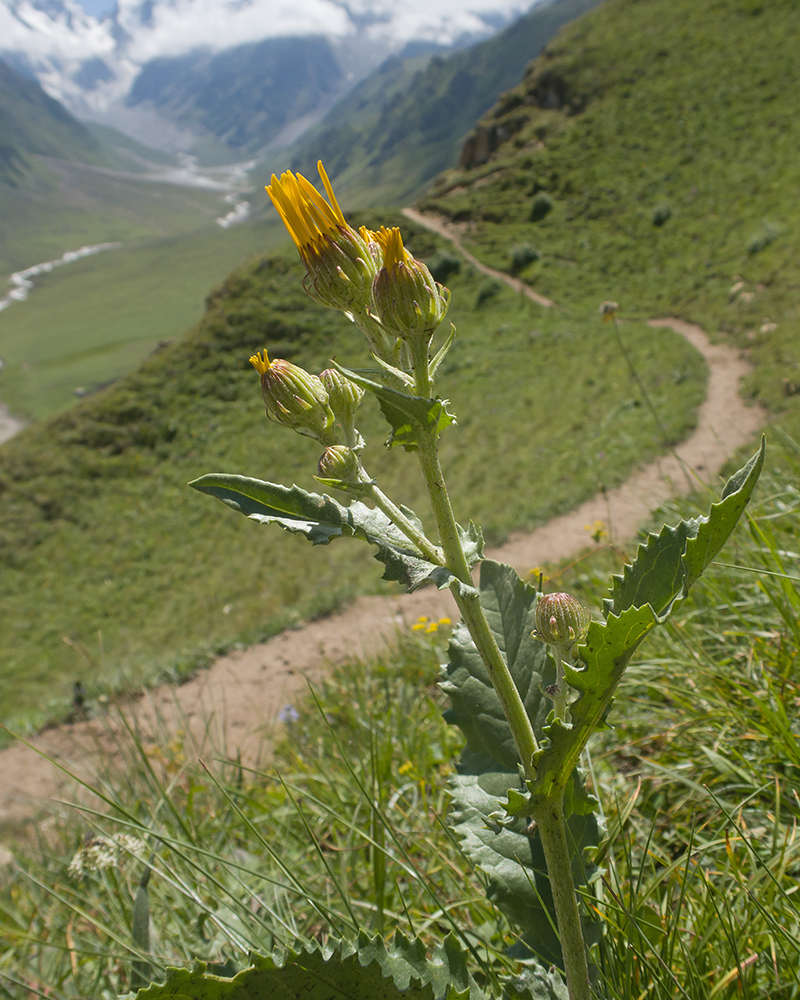 Image of Senecio taraxacifolius specimen.