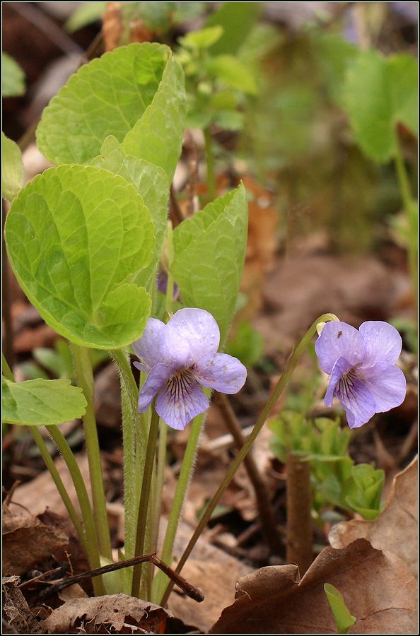 Изображение особи Viola mirabilis.