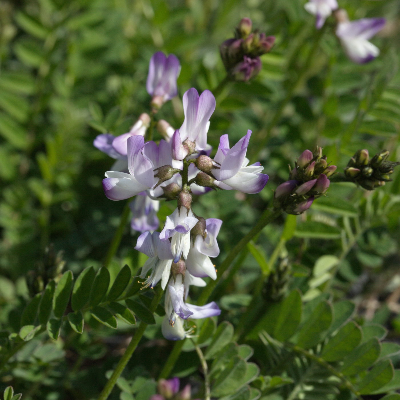 Изображение особи Astragalus alpinus.