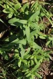 Saponaria officinalis. Бутонизирующие растения. Беларусь, г. Витебск, дол. р. Западная Двина выше устья р. Витьба, склон долины, травяной лес с участием Populus и деревьев широколиственных пород. 25.08.2024.
