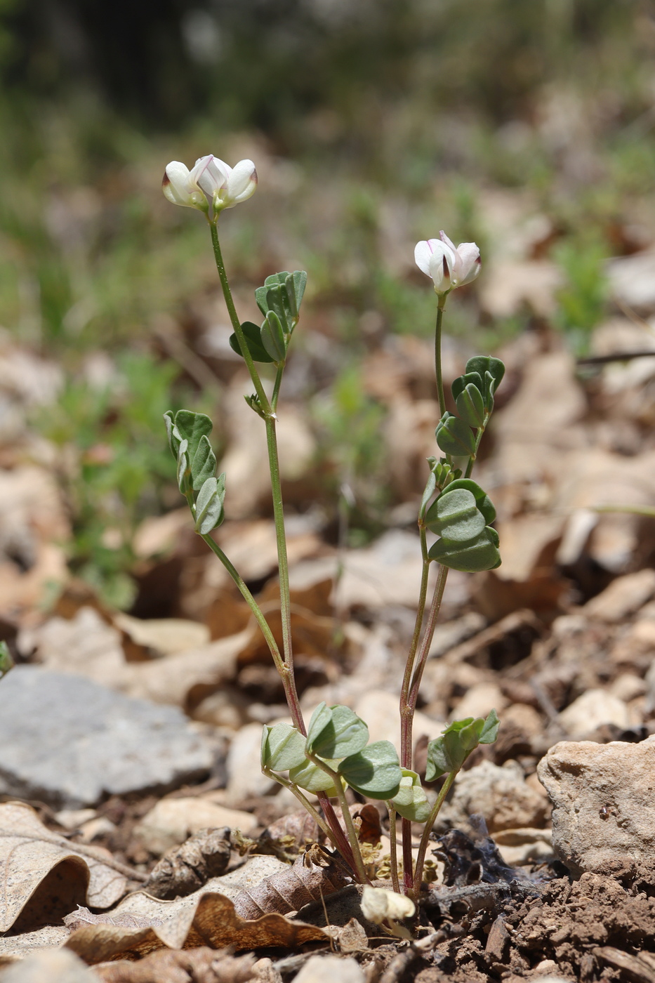 Image of Securigera cretica specimen.