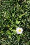 Bellis perennis. Цветущее растение среди покошенных злаков. Беларусь, г. Витебск, склон дол. р. Витьба у Замковой площади, выкашиваемый газон. 04.05.2025.