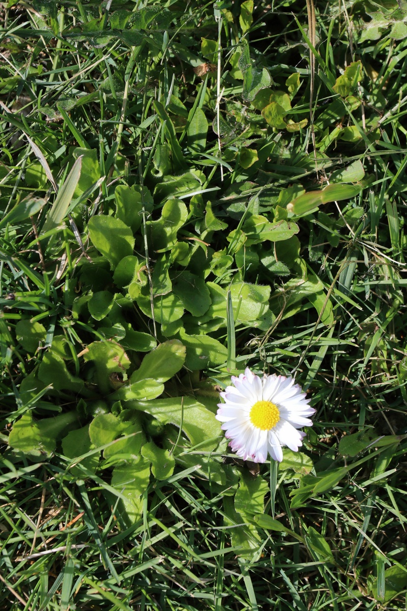 Image of Bellis perennis specimen.
