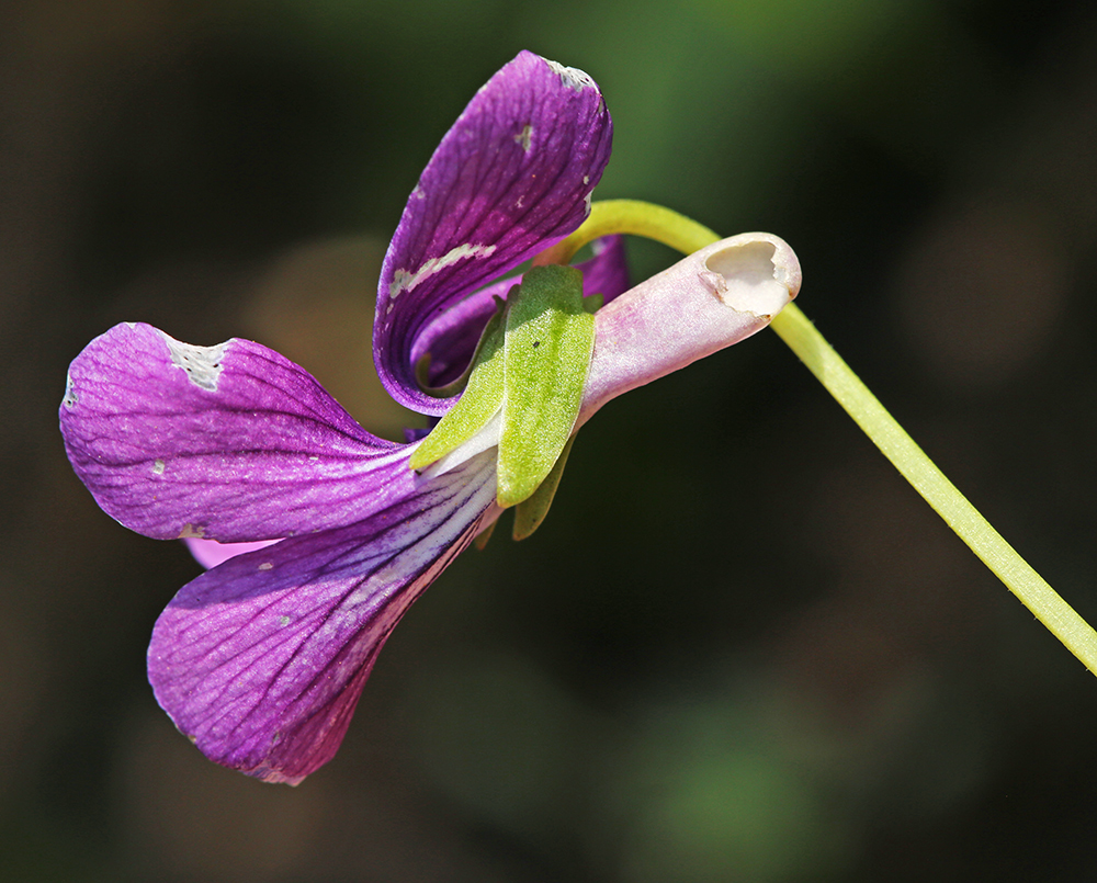 Image of Viola × juzepczukii specimen.