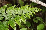 Asplenium adiantum-nigrum. Верхушка вайи. Крым, Севастополь, окр. с. Резервное, шибляк. 29 мая 2025 г.