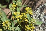 genus Alyssum. Верхушка цветущего растения. Турция, ил Карс, окр. г. Дигор, плоскогорье между Дигорским карьером и ущ.м р. Дигор, рядом с камнем. 19 мая 2025 г.