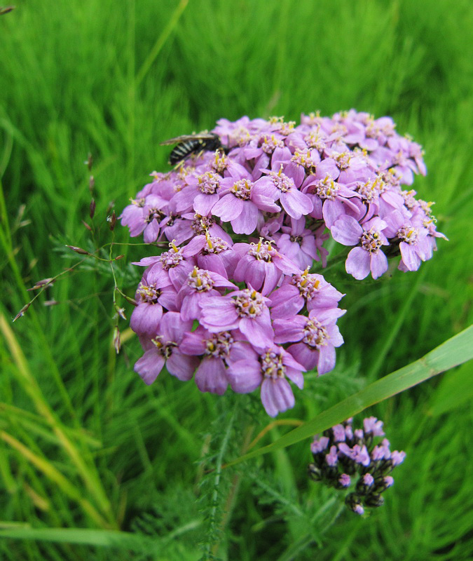 Изображение особи Achillea millefolium.