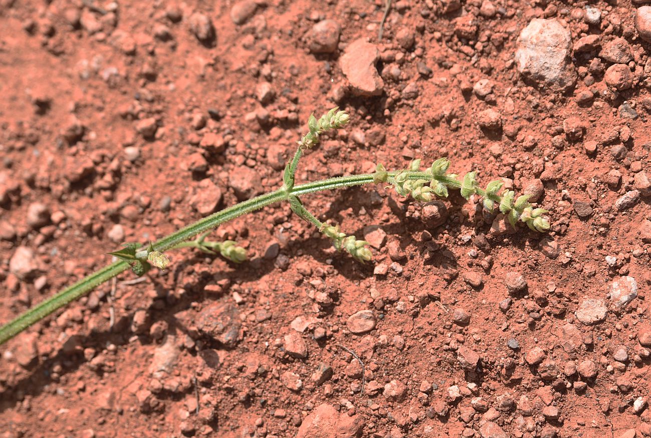 Image of genus Salvia specimen.