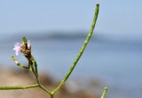 Dontostemon dentatus