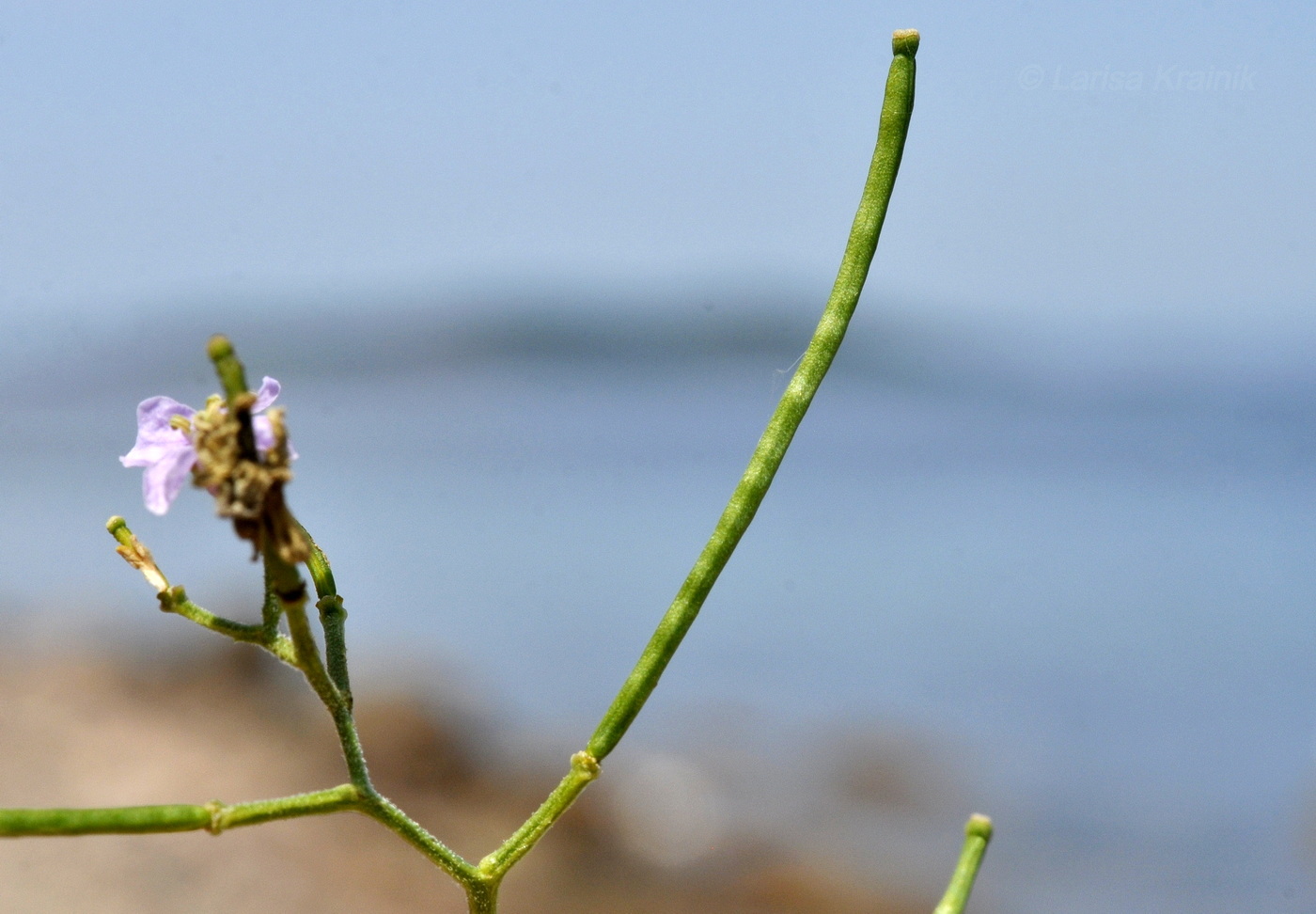 Image of Dontostemon dentatus specimen.