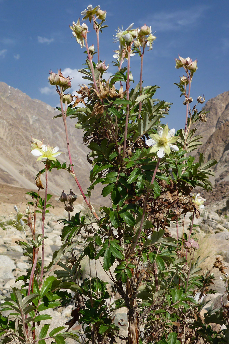 Image of Farinopsis salesoviana specimen.