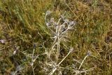 род Eryngium. Верхушка сухого плодоносящего растения. Турция, ил Ван, 3 км к З от дер. Кечикыран, берег оз. Ван, выс. 1650 м н.у.м., горная степь. 21 мая 2025 г.