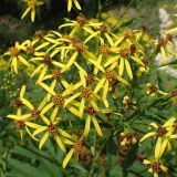 Senecio cannabifolius. Часть соцветия. Хабаровский край, окр. г. Комсомольск-на-Амуре, граница лиственного леса и просеки ЛЭП. 03.08.2025.