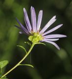Boltonia lautureana. Верхушка побега с соцветием. Приморский край, Октябрьский р-н, окр. с. Чернятино, опушка дубового леса. 08.09.2025.