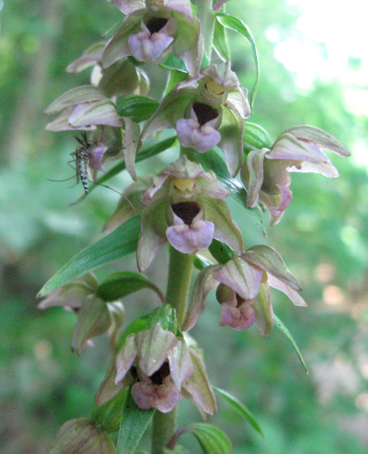 Изображение особи Epipactis helleborine.