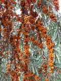View full-size image Hippophae rhamnoides