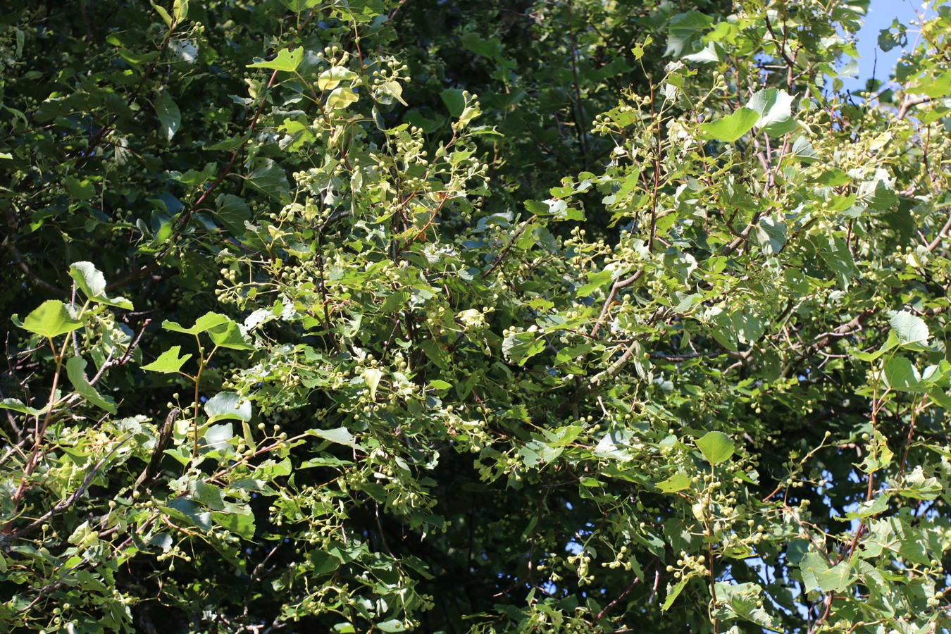 Изображение особи Tilia cordata.