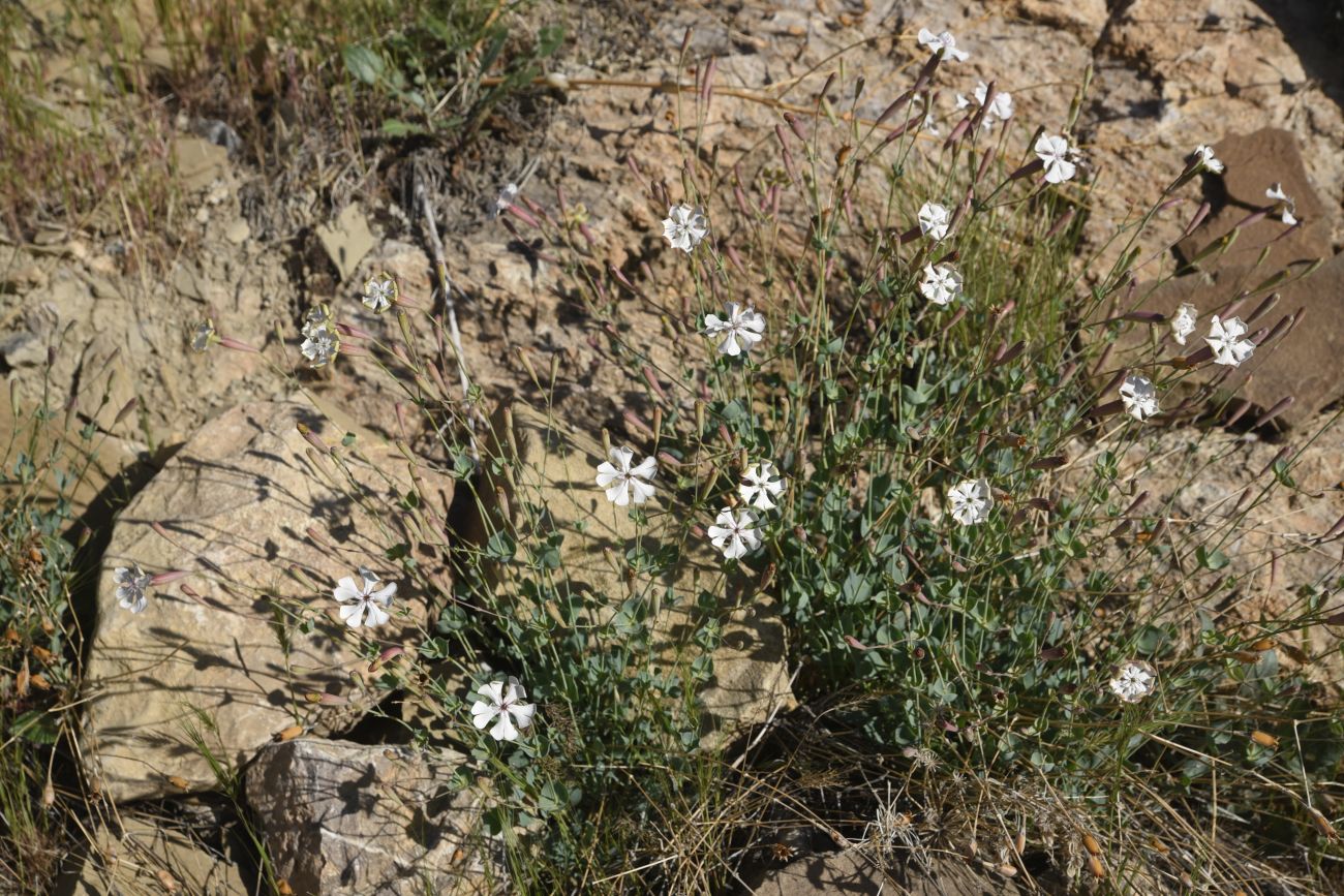 Изображение особи Silene chlorifolia.