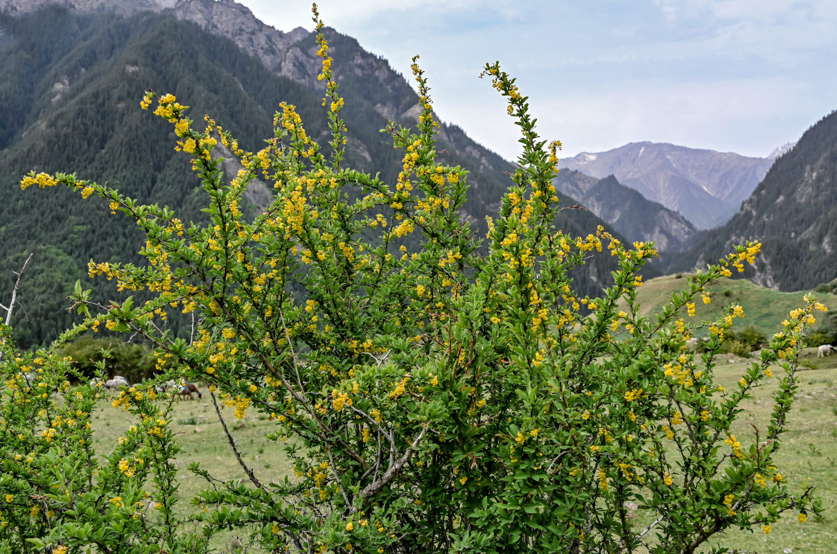 Изображение особи Berberis dubia.