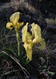 Iris lutescens