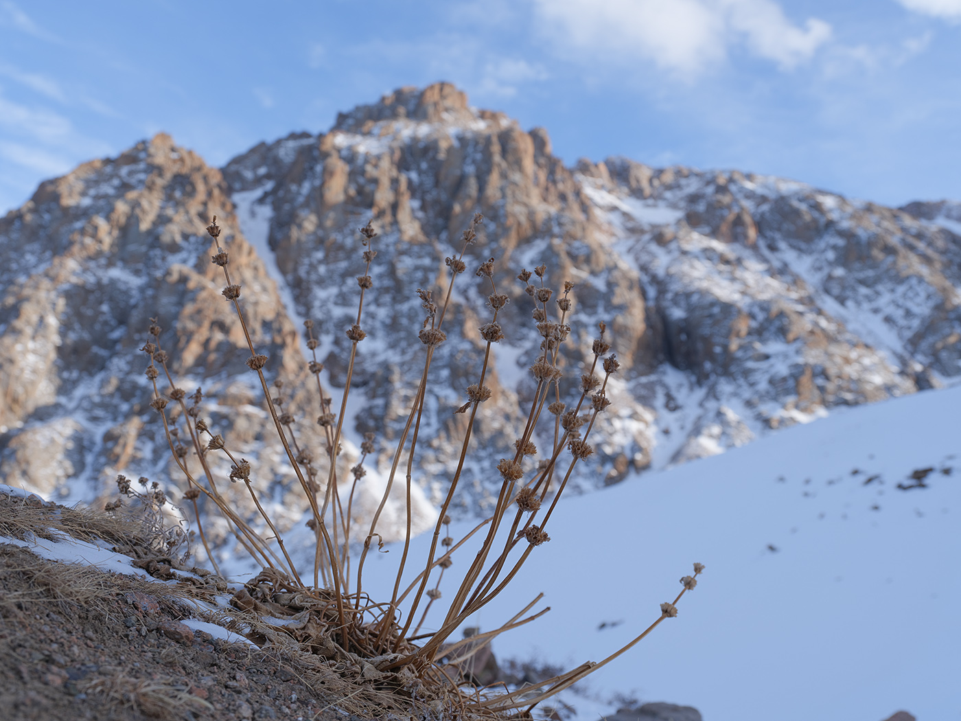 Изображение особи Phlomoides oreophila.