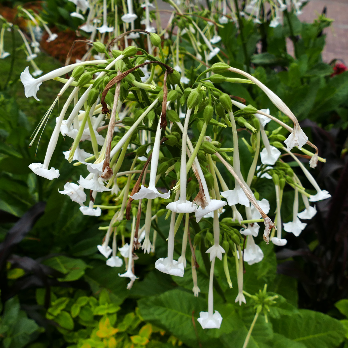 Изображение особи Nicotiana sylvestris.