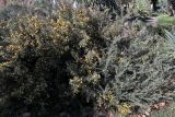 Ulex europaeus. Цветущее растение. Краснодарский край, Сочи, Адлерский р-н, парк \"Южные культуры\", в культуре. 20 февраля 2026 г.