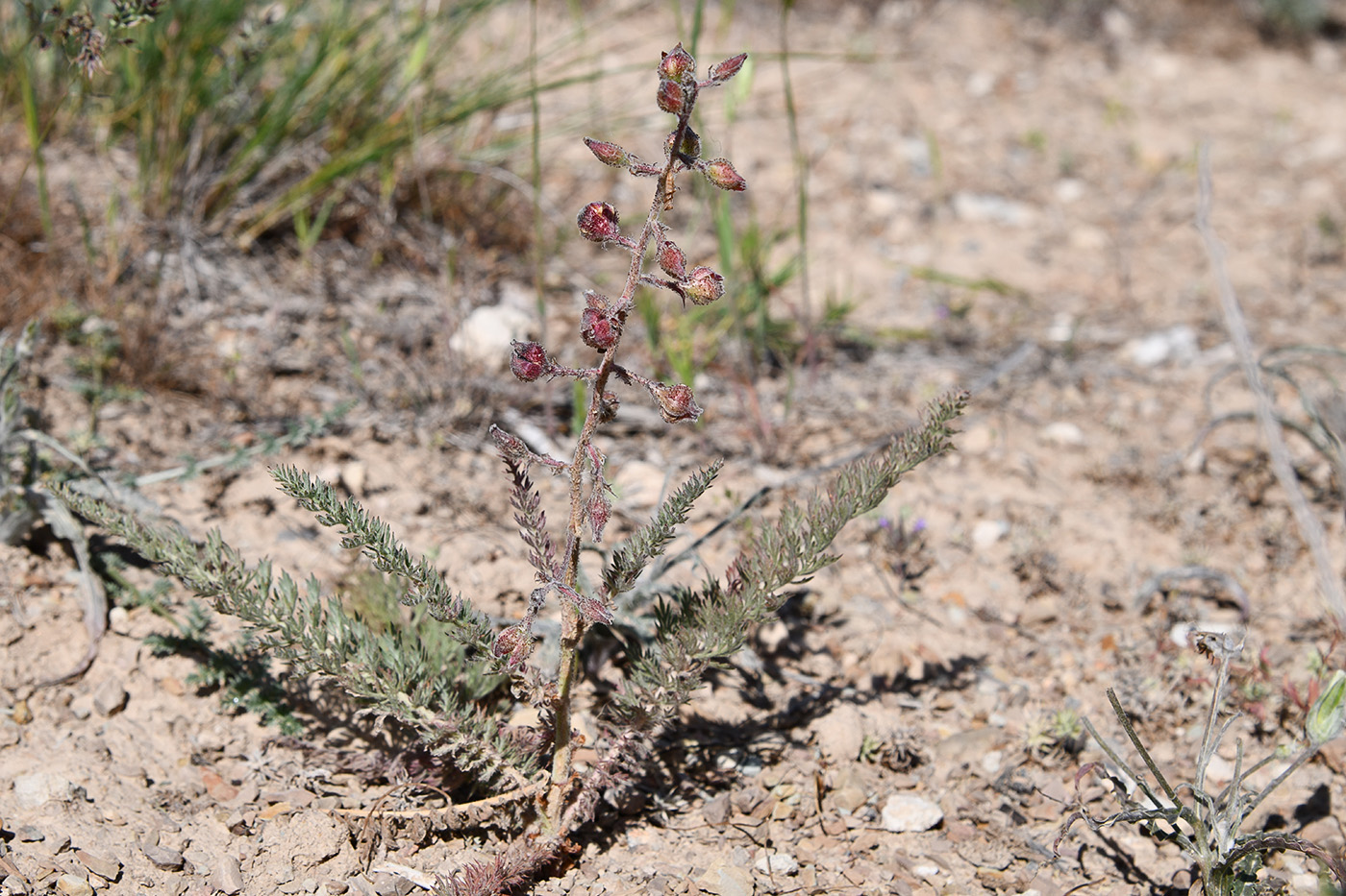Image of Biebersteinia multifida specimen.