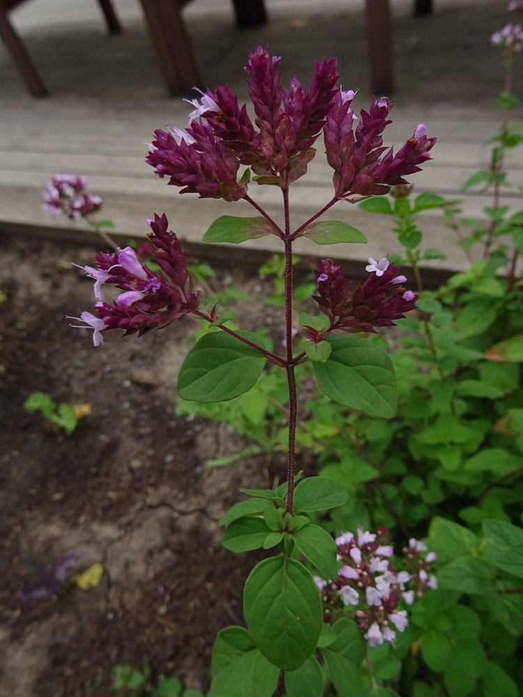 Изображение особи Неопознанный вид.