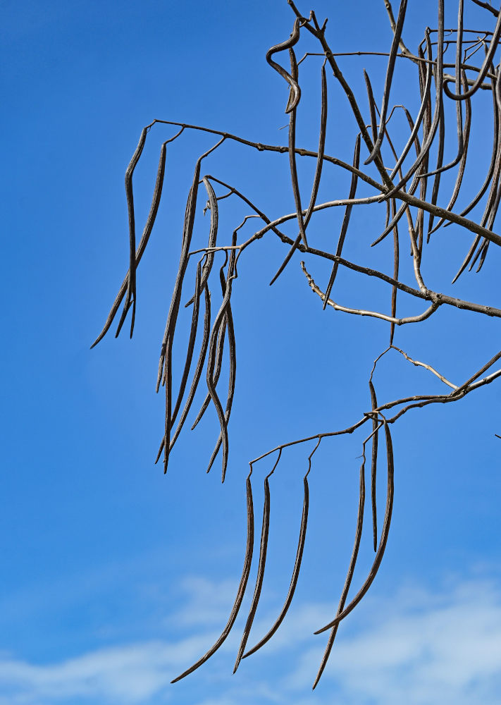 Image of genus Catalpa specimen.
