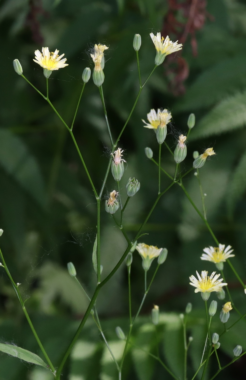 Изображение особи Lapsana communis.