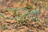 Astragalus oxyglottis. Цветущие и плодоносящие растения. Астраханская обл., Приволжский р-н, окр. пос. Кизань, западный склон бэровского бугра Кара-Тюбе. 08.05.2026.