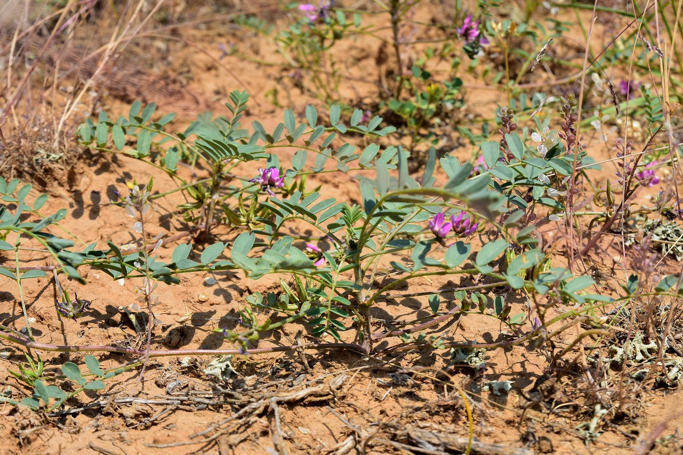 Изображение особи Astragalus oxyglottis.