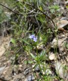 Asperula setosa. Цветущее растение. Казахстан, Туркестанская обл., запов. Аксу-Жабаглы, южный склон каньона Аксу. 17 мая 2026 г.