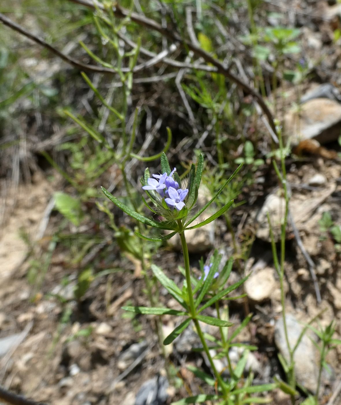 Image of Asperula setosa specimen.