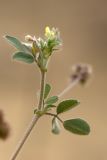 Image of taxon representative. Author is Илья Михеев