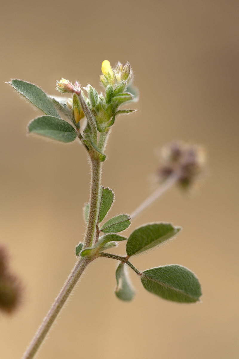 Image of Medicago minima specimen.