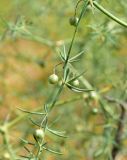 Asparagus inderiensis. Часть веточки с незрелыми плодами. Астраханская обл., Наримановский р-н, окр. с. Николаевка, опустыненная степь, склон солонцеватой низины. 04.06.2026.