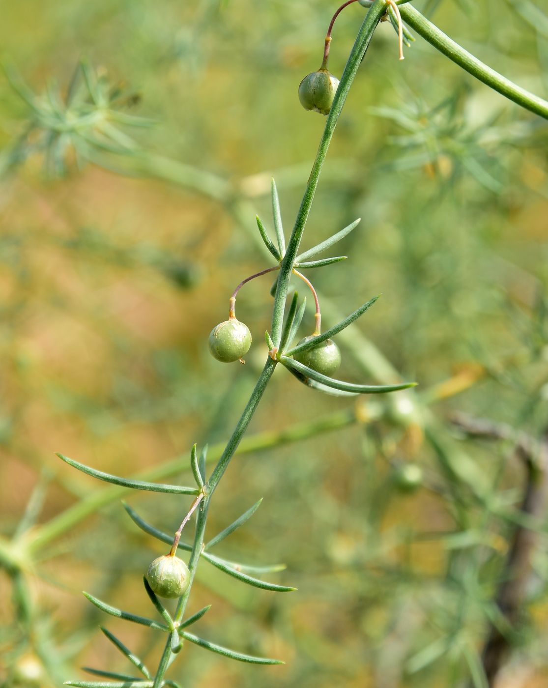 Image of Asparagus inderiensis specimen.
