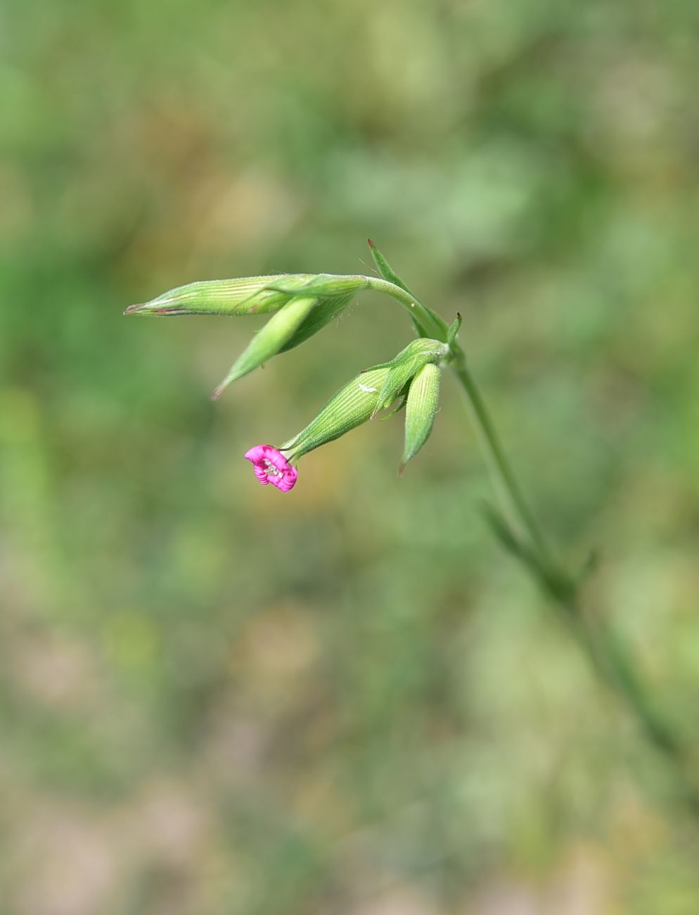 Image of genus Pleconax specimen.